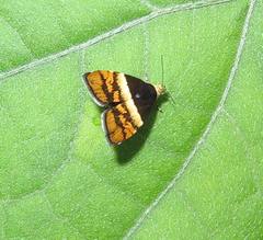 Choreutis xanthogramma
