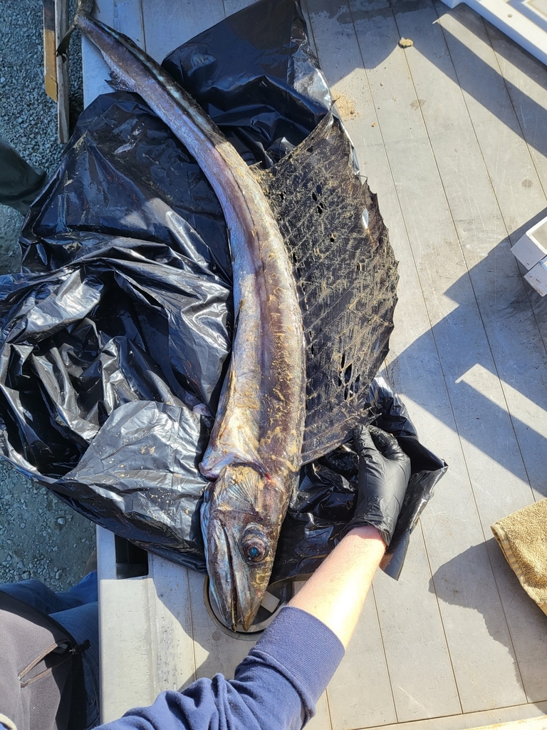 Lancetfish