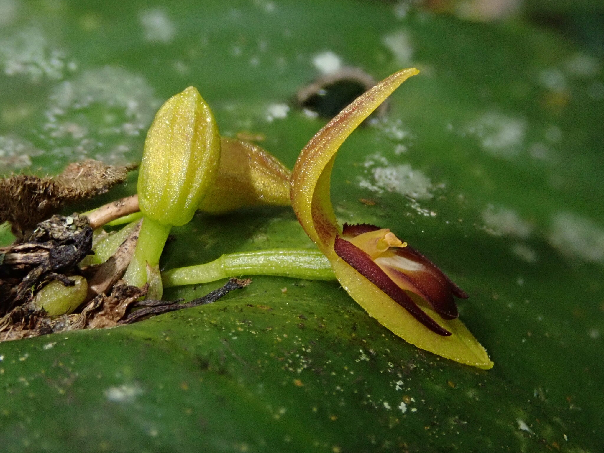 Pleurothallis cordata image