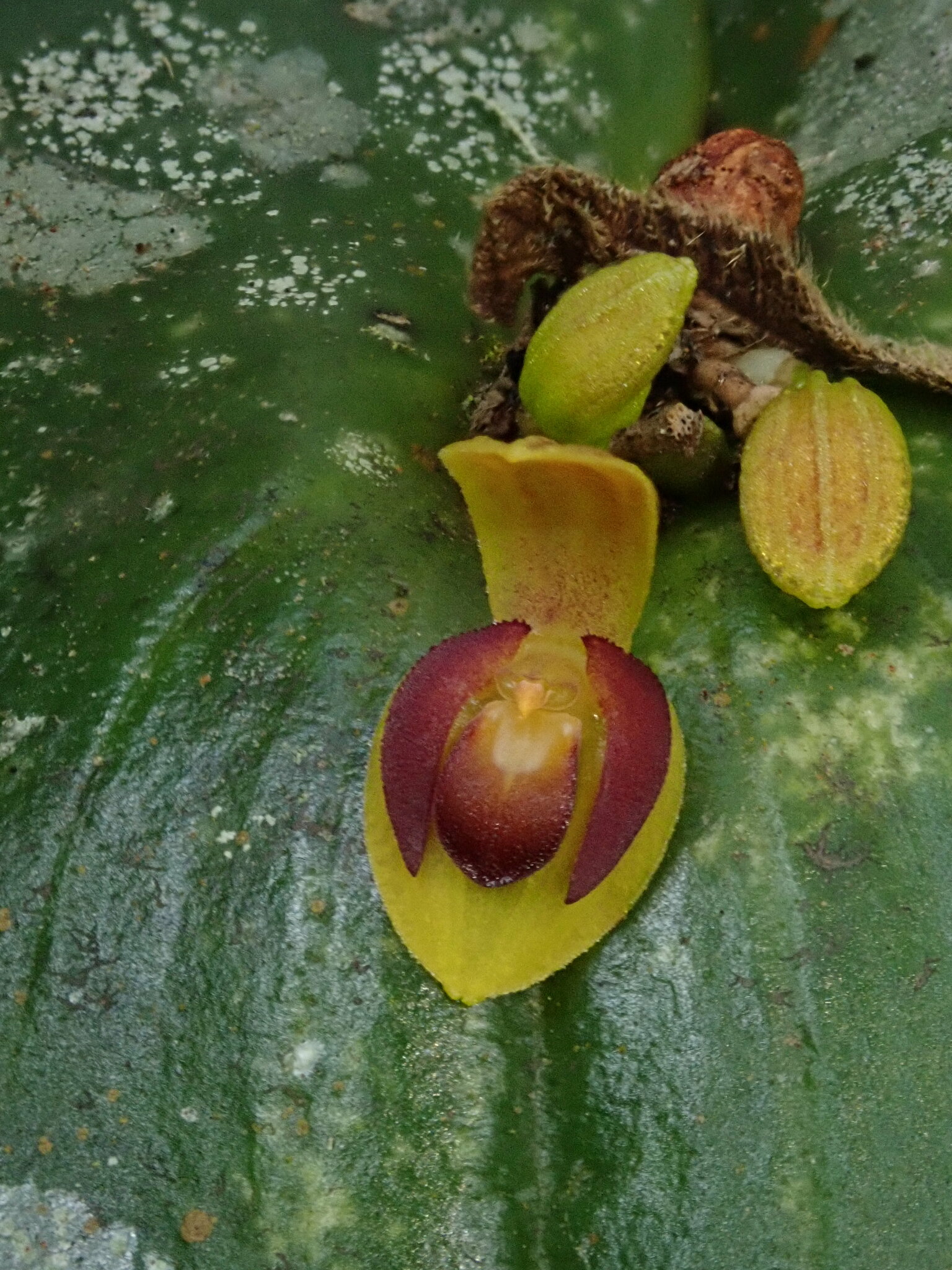 Pleurothallis cordata image