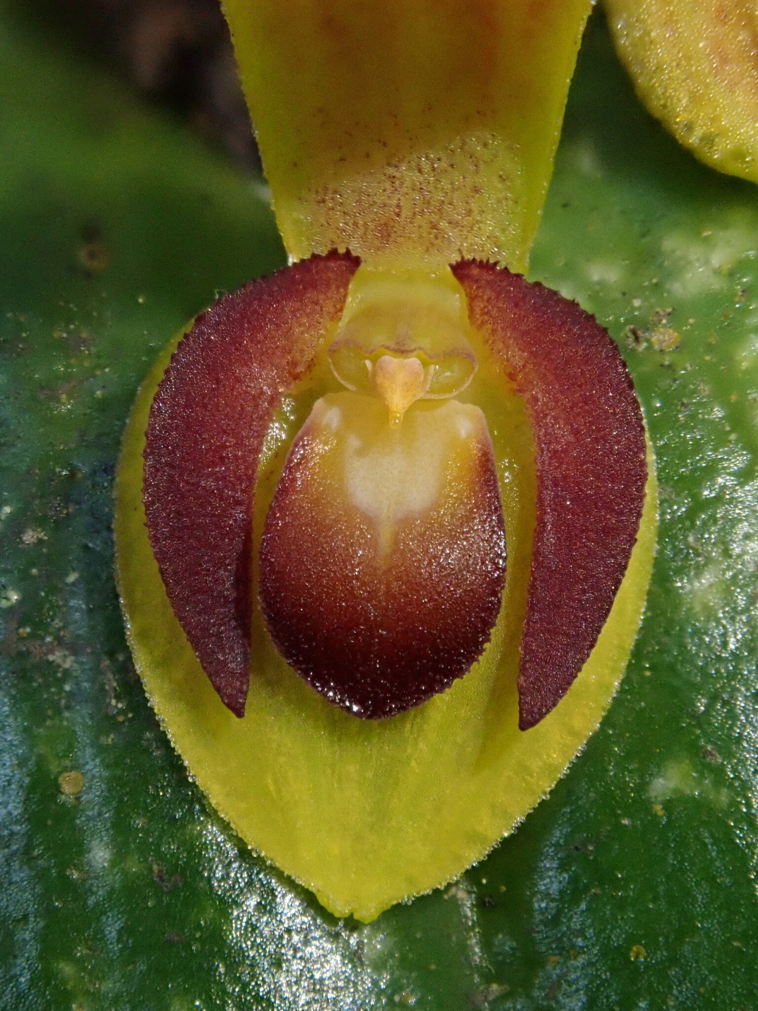 Pleurothallis cordata image