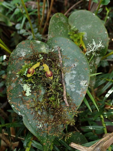 Image of Pleurothallis cordata by (c) Nolan Exe, some rights reserved (CC BY)