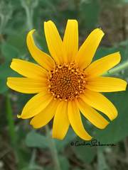 Tithonia tubaeformis