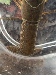 Procambarus barbatus
