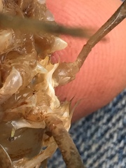 Procambarus barbatus