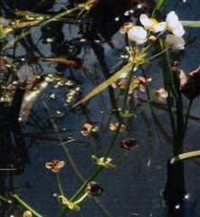 Sagittaria brevirostra