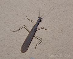 Musoniella