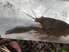 Procambarus barbatus