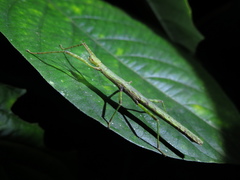 Dimorphodes mancus