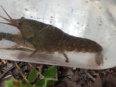 Procambarus barbatus