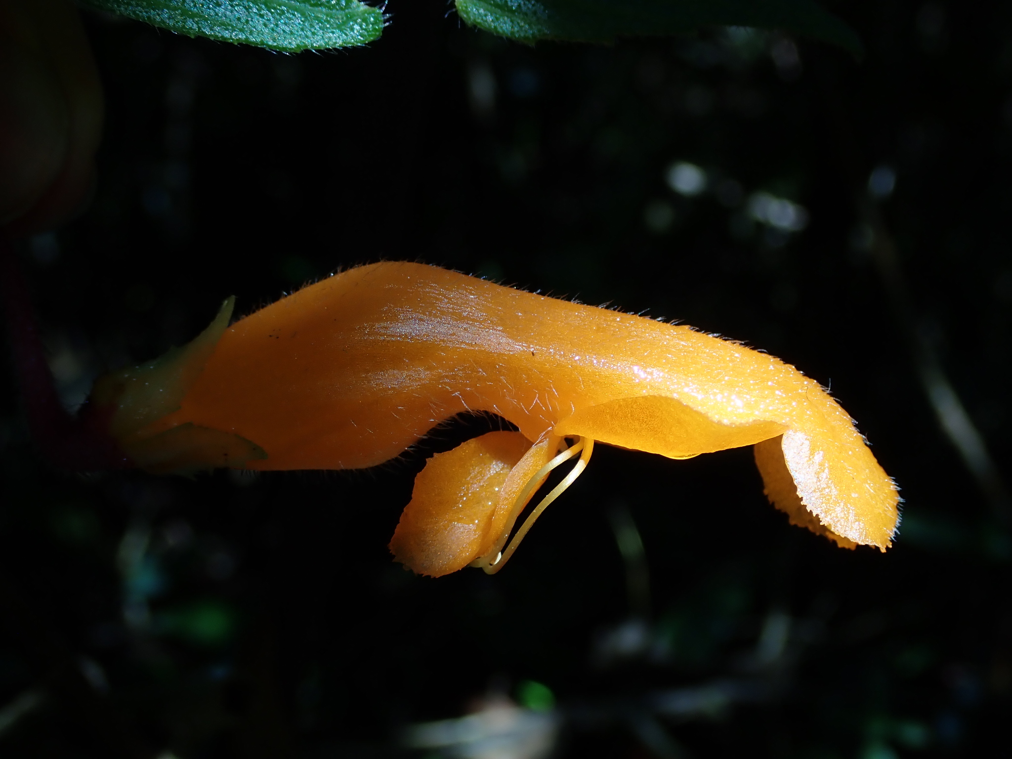Columnea strigosa image
