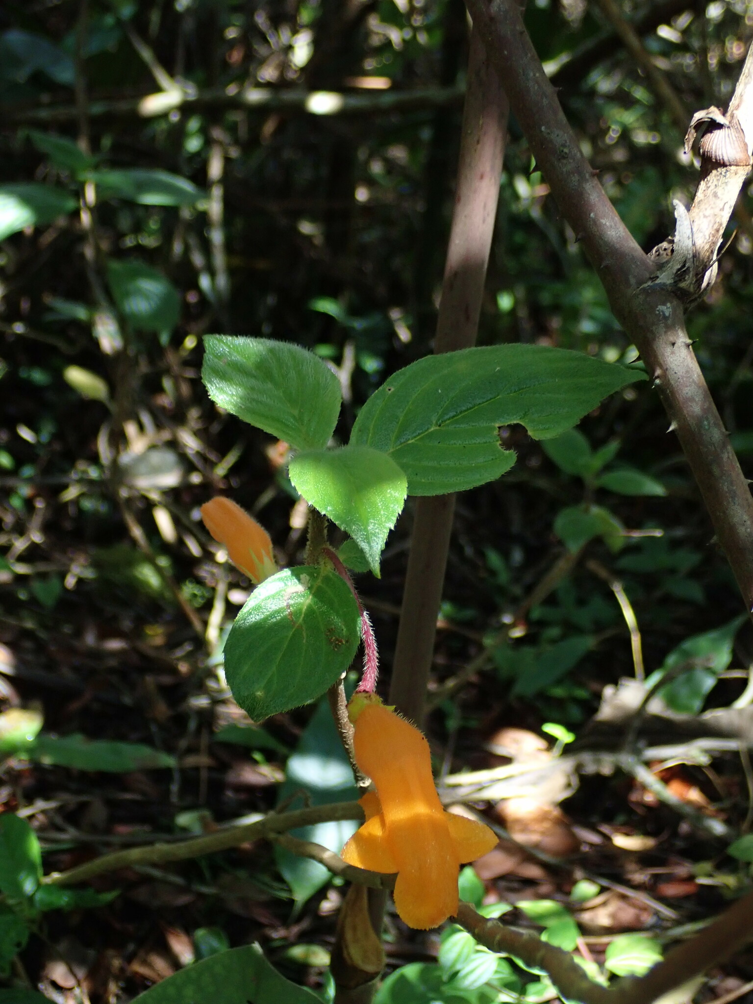 Columnea strigosa image