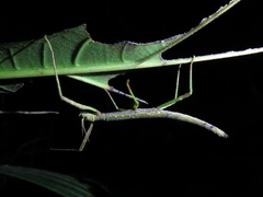 Dimorphodes mancus