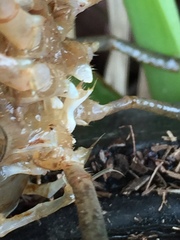 Procambarus barbatus