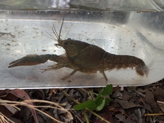 Procambarus barbatus