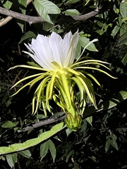 Nightblooming Cereus