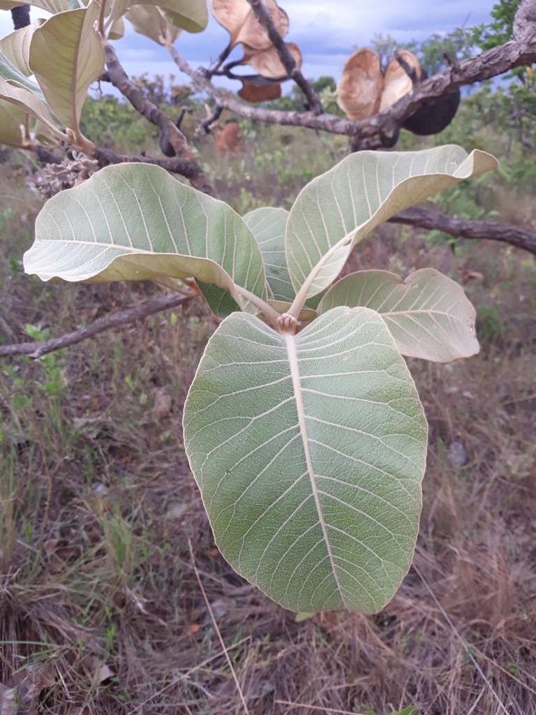 Aspidosperma macrocarpon