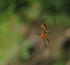 Leucauge granulata