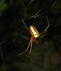 Leucauge granulata