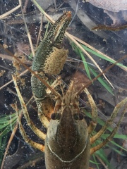 Procambarus barbatus