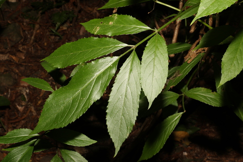 Image of Sambucus australasica by (c) Greg Tasney, some rights reserved (CC BY-SA)