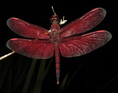 Neurothemis manadensis
