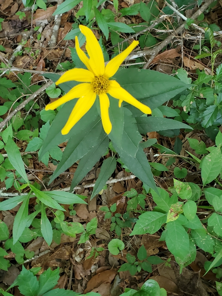 paleleaved woodland sunflower from Tallahassee, FL 32308, USA on April
