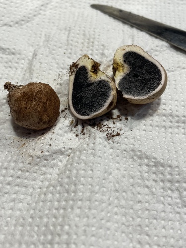 common earthball
