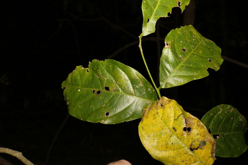 Image of Harpullia pendula by (c) Greg Tasney, some rights reserved (CC BY-SA)