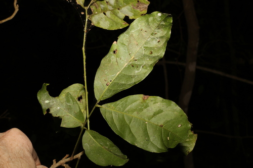 Image of Harpullia pendula by (c) Greg Tasney, some rights reserved (CC BY-SA)