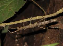 Dimorphodes mancus
