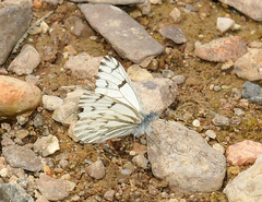 Pontia sisymbrii