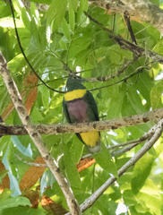 Yellow-Bibbed Fruit-Dove photo 2