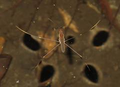 Limnometra