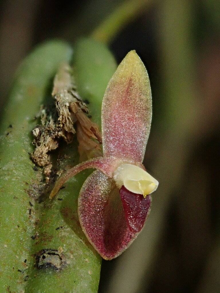 Pleurothallis portillae