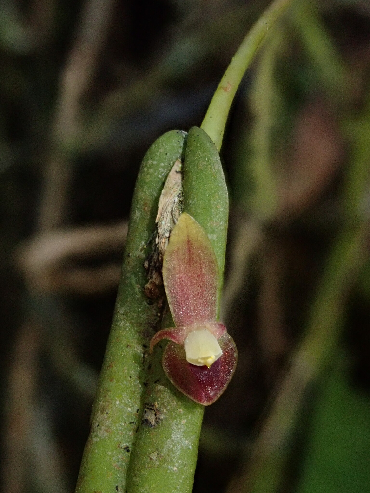 Pleurothallis portillae image