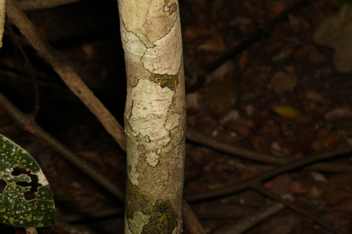 Image of Acronychia pauciflora by (c) Greg Tasney, some rights reserved (CC BY-SA)