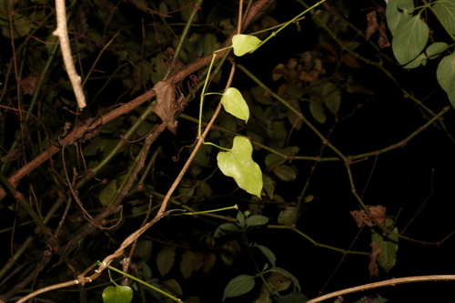 Image of Parsonsia longipetiolata by (c) Greg Tasney, some rights reserved (CC BY-SA)