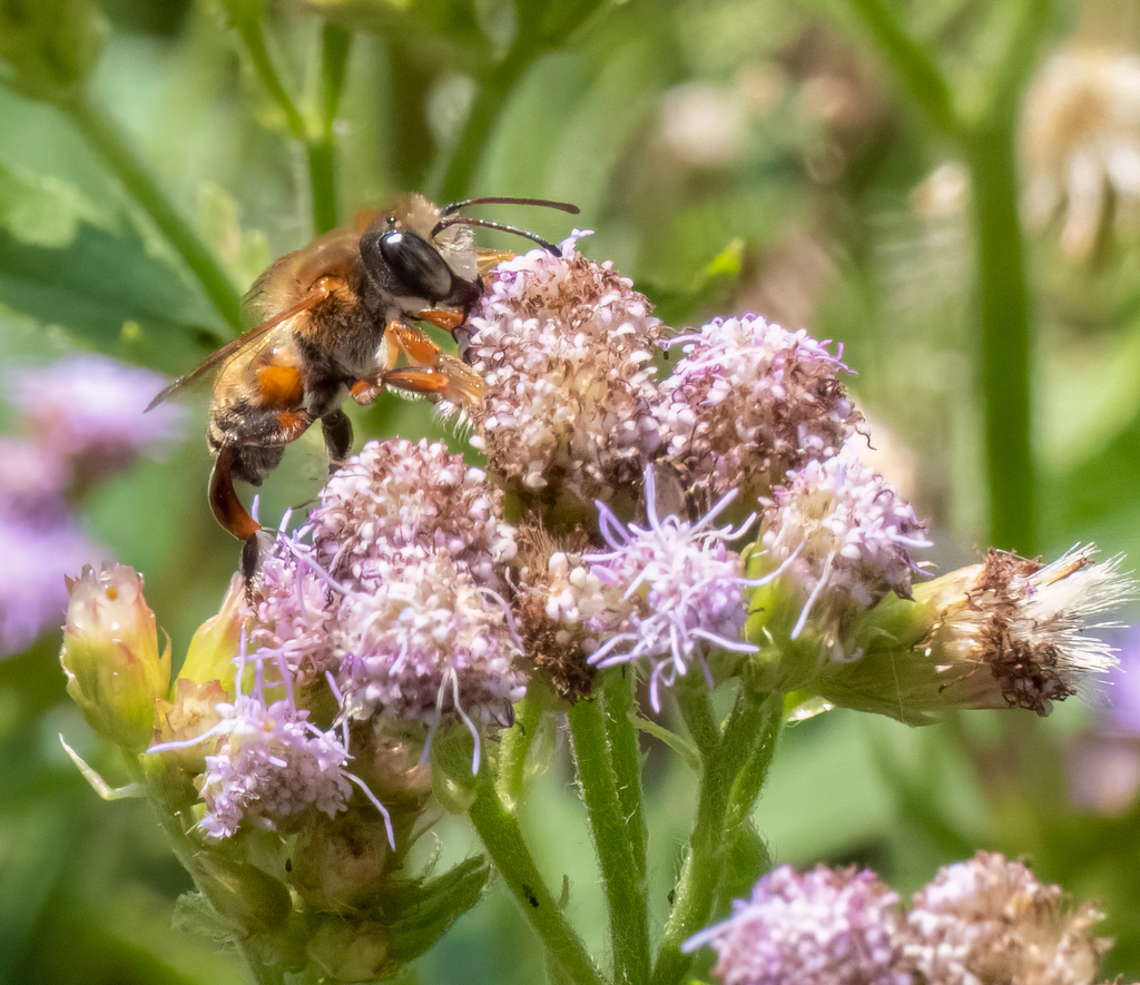 Megachile curvipes