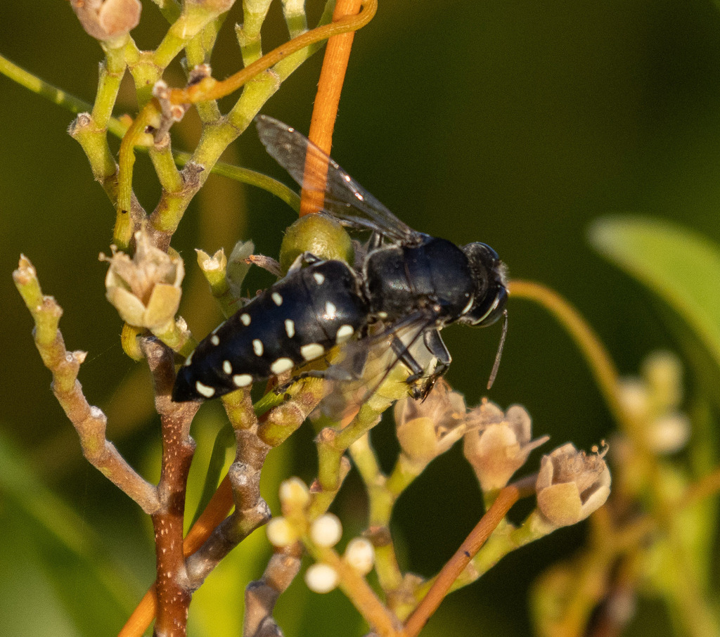 Stictia punctata