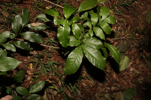 Image of Harpullia pendula by (c) Greg Tasney, some rights reserved (CC BY-SA)