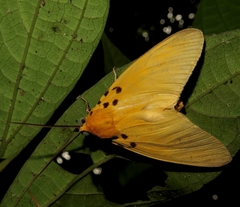 Asota