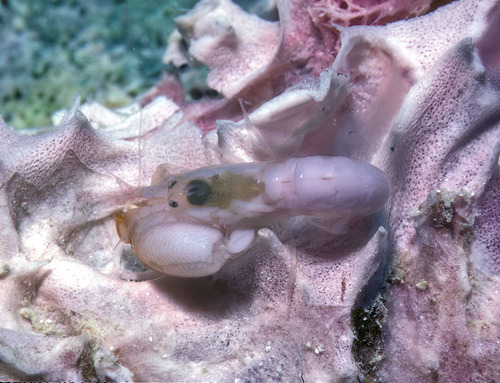 Alpheus spongiarum