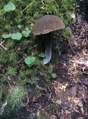 Porphyrellus