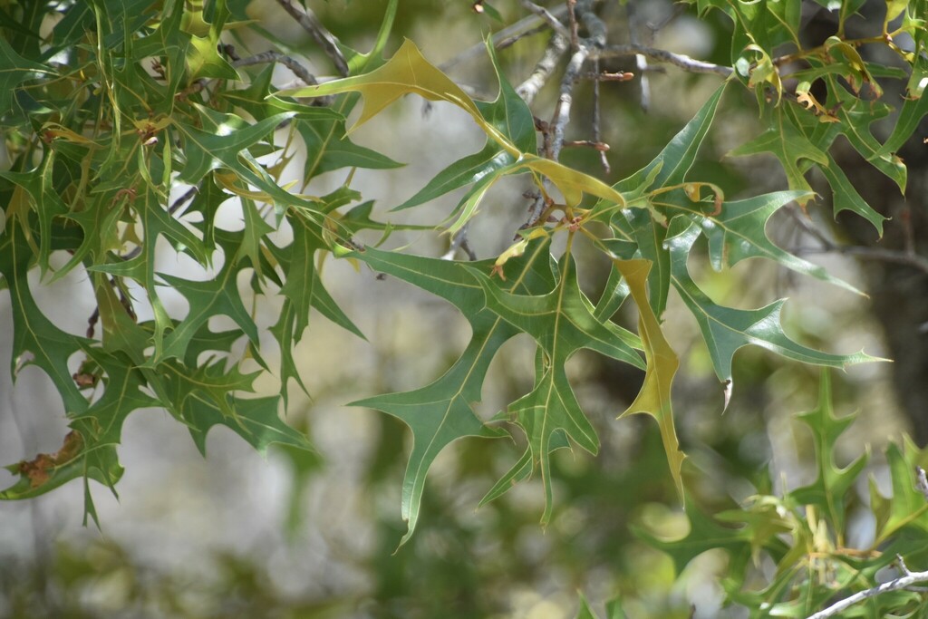 Quercus marilandica