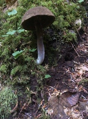 Porphyrellus