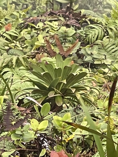 Lobelia gaudichaudii observed 2022-11-20