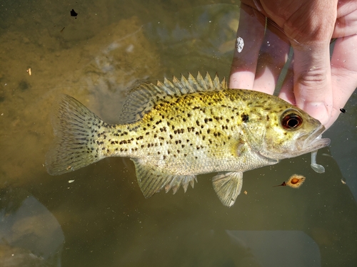 Ozark bass (Ambloplites constellatus) — Centrarchidae — 2