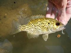 Ozark Bass photo 2