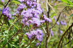 Chromolaena pulchella